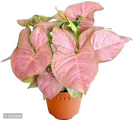 Natural Syngonium Plant