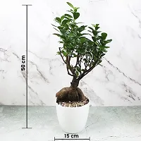 Ficus Bonsai-thumb3