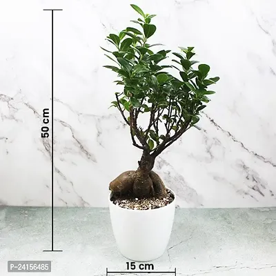 Ficus Bonsai-thumb4