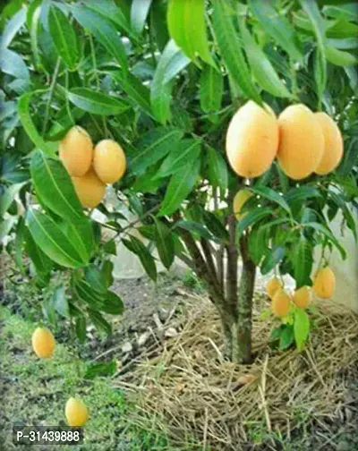 Natural Mango Plant