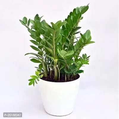 Heaven of Saplings Zamia Zz (Pack of 1)-thumb0