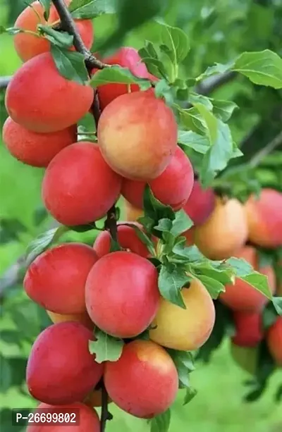 Heaven of Saplings Ber Apple Plant (Pack of 1)