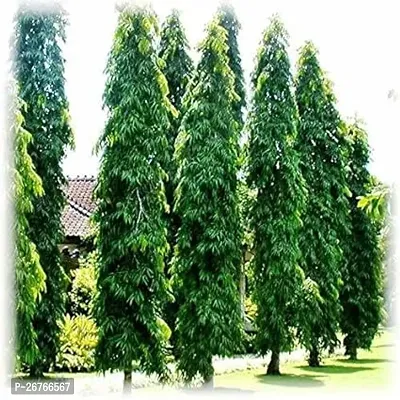 Heaven of Saplings Ashok Plant (Pack of 1)-thumb0