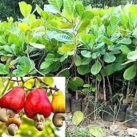 Heaven of Saplings Cashew Apple Plant (Pack of 1)-thumb1