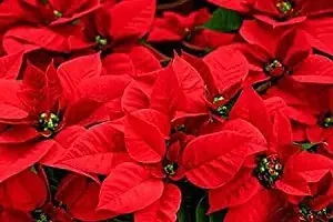 Heaven of Saplings Poinsettia Plant (Pack of 1)-thumb1