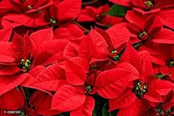 Heaven of Saplings Poinsettia Plant (Pack of 1)-thumb2