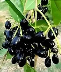 Heaven of Saplings Jamun Plant (Pack of 1)-thumb1