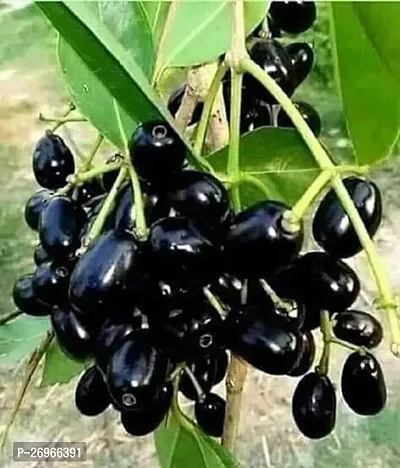 Heaven of Saplings Jamun Plant (Pack of 1)-thumb2