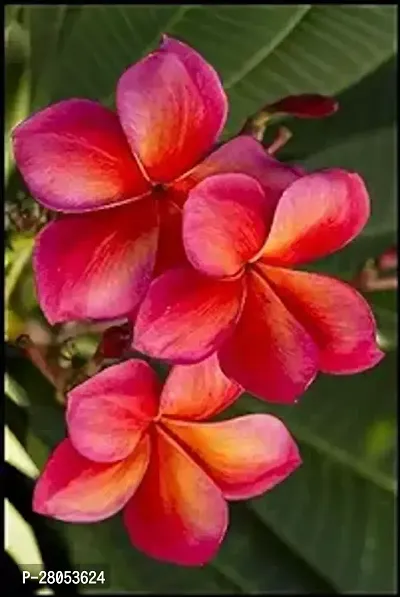 Heaven of Saplings Plumeria Plant (Pack of 1)-thumb0