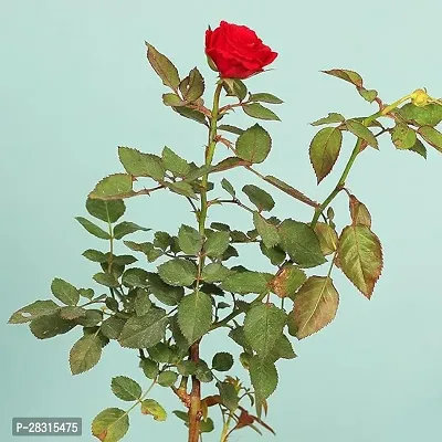 Heaven of Saplings Rose Plant (Pack of 1)-thumb0