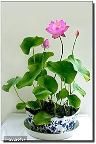 Heaven of Saplings Lotus Plant (Pack of 1)-thumb0