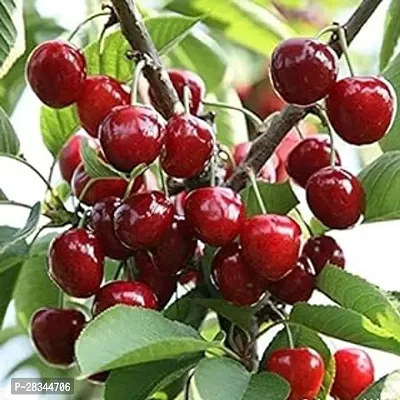 Heaven of Saplings Roxburgh'S Cherry Plant (Pack of 1)-thumb0