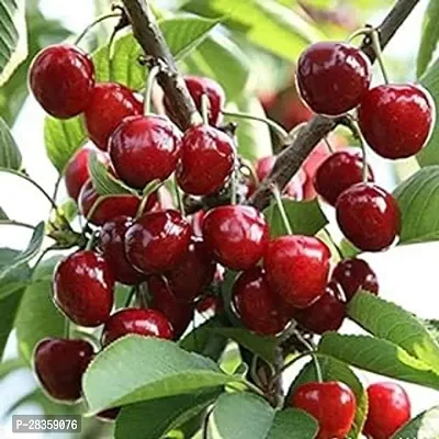 Heaven of Saplings Spanish Cherry Plant (Pack of 1)-thumb0