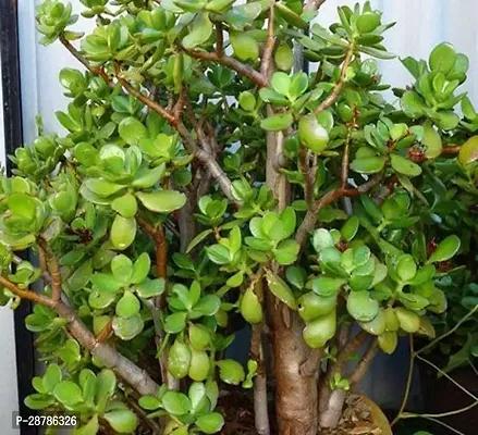 Heaven of Saplings Jade Plant (Pack of 1)