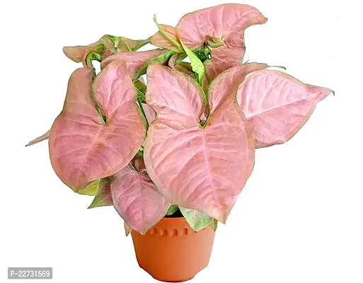 ShopCaart Pink Syngonium Healthy Plant, Pack of 1 With Plastic grow bag