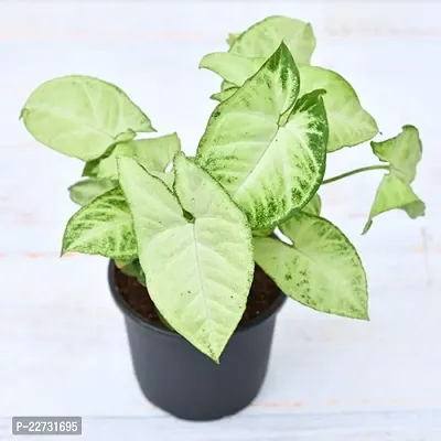 ShopCaart Green Varigated Syngonium Healthy Plant, Pack of 1 With Plastic grow bag