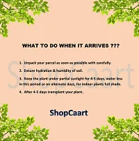 ShopCaart Table Kamini Healthy Plant for your Indoor Home Decore Purpose, Pack of 1-thumb1