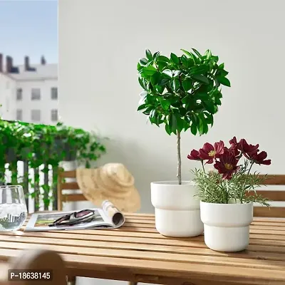 Premium Quality Artificial Potted Plant, In-Outdoor Baby Tears