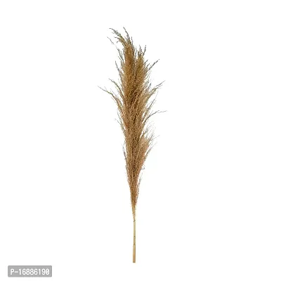 GARDEN DECO Broom Sedge for Home and Office D?cor (1 PC)