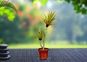 GARDEN DECO Artificial Plant for Home  Office Decoration (High Real Appearance) (1 PC)-thumb4