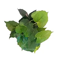 GARDEN DECO Artificial Plant for Home and Office D?cor (High Real Appearance) (1 PC)-thumb3