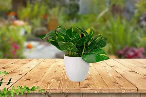 GARDEN DECO Artificial Potted Plant for Home and Office D?cor (High Real Appearance) (1 PC)-thumb1