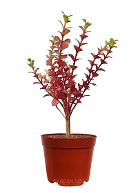 GARDEN DECO Artificial Plant for Home  Office Decoration (High Real Appearance) (1 PC)-thumb3