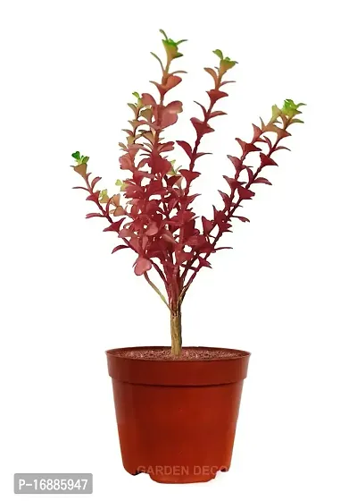 GARDEN DECO Artificial Plant for Home  Office Decoration (High Real Appearance) (1 PC)-thumb4