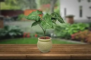 GARDEN DECO Artificial Plant for Home and Office Decor (High Real Appearance) (1 PC)-thumb4