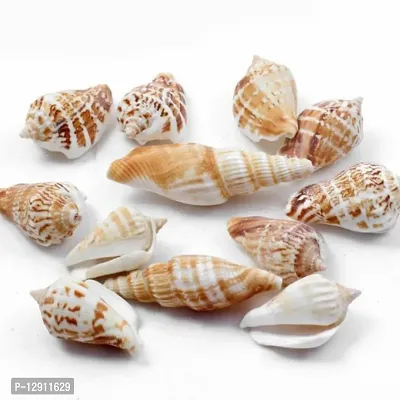 Madkraft-Tiny Miniature Seashells (