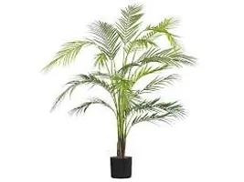 EVERGREEN PLANT ARECA PLAM LIVE PLANTS / Air Purifier Indoor Plants for Home xd-thumb1