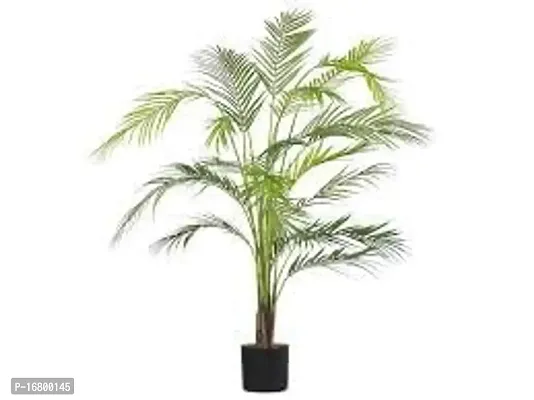 EVERGREEN PLANT ARECA PLAM LIVE PLANTS / Air Purifier Indoor Plants for Home xd-thumb2