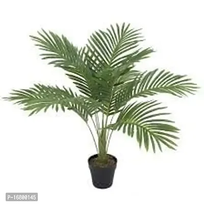 EVERGREEN PLANT ARECA PLAM LIVE PLANTS / Air Purifier Indoor Plants for Home xd