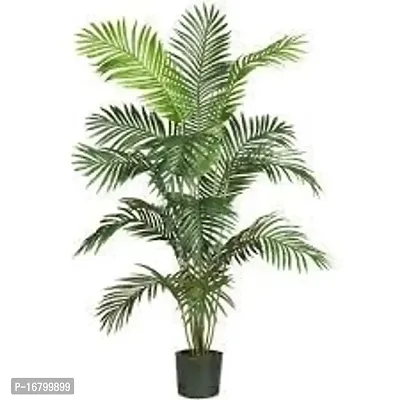 EVERGREEN PLANT ARECA PLAM LIVE PLANTS / Air Purifier Indoor Plants for Home