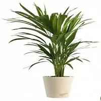 EVERGREEN PLANT ARECA PLAM LIVE PLANTS / Air Purifier Indoor Plants for Home  Garden-thumb1