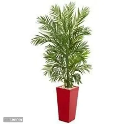 EVERGREEN PLANT ARECA PLAM LIVE PLANTS / Air Purifier Indoor Plants for Home-thumb3