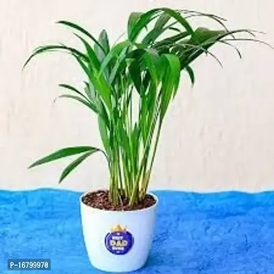 EVERGREEN PLANT ARECA PLAM LIVE PLANTS / Air Purifier Indoor Plants for Home z