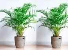 EVERGREEN PLANT Areca Plam Live Plants / Air Purifier Indoor Plants for Home pack f 2-thumb1