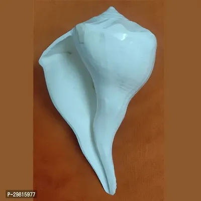 Valampuri Sangu Conch for Religious Purpose