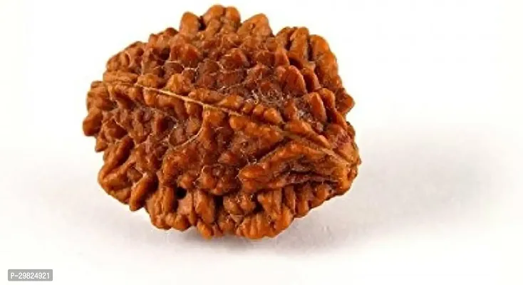 Rudraksha Seed 2 Faced/ Mukhi for Calmness And Emotional Stability