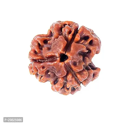 Rudraksha Seed (3 Face)- for Focus and Concentration