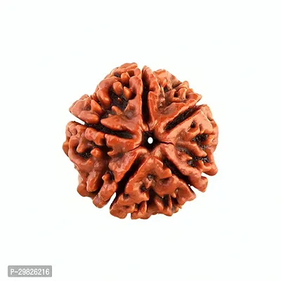 Rudraksha Seed (5 Face)- for Overall Well Being-thumb0