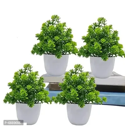 Designer Plants Pack of 4
