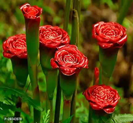 Nema Rare Red Carnation 'Red Up Lamp Bulb' - 30 Pcs