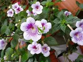 FernsFly? IMP. Achimenes | Nut-Orchid | Orchid Pansy| Star of India Flower Hanging Basket Flower Plant for Home indoor Outdoor Gardening Plants Flowering Bulbs (Pack Of 11 The Blue Sparks)-thumb1