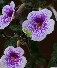FernsFly? IMP. Achimenes | Nut-Orchid | Orchid Pansy| Star of India Flower Hanging Basket Flower Plant for Home indoor Outdoor Gardening Plants Flowering Bulbs (Pack Of 11 The Blue Sparks)-thumb4