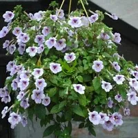 FernsFly? IMP. Achimenes | Nut-Orchid | Orchid Pansy| Star of India Flower Hanging Basket Flower Plant for Home indoor Outdoor Gardening Plants Flowering Bulbs (Pack Of 11 The Blue Sparks)-thumb2