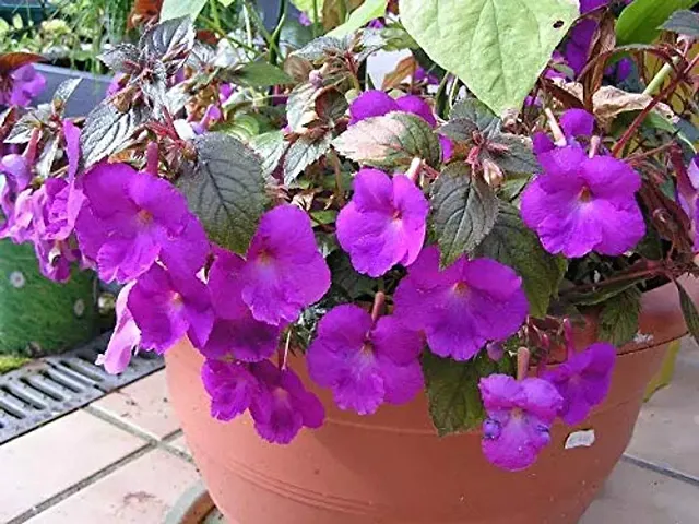 FERNSFLY? IMP. Achimenes | Nut-Orchid | Orchid Pansy| Star of India Flower Hanging Basket Flower Plant for Home indoor Outdoor Gardening Plants Flowering Bulbs (Pack Of