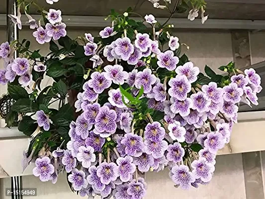 FernsFly? IMP. Achimenes | Nut-Orchid | Orchid Pansy| Star of India Flower Hanging Basket Flower Plant for Home indoor Outdoor Gardening Plants Flowering Bulbs (Pack Of 11 The Blue Sparks)-thumb0