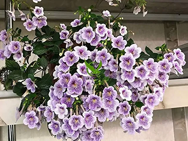 FernsFly? IMP. Achimenes | Nut-Orchid | Orchid Pansy| Star of India Flower Hanging Basket Flower Plant for Home indoor Outdoor Gardening Plants Flowering Bulbs (Pack Of 11 The Blue Sparks)